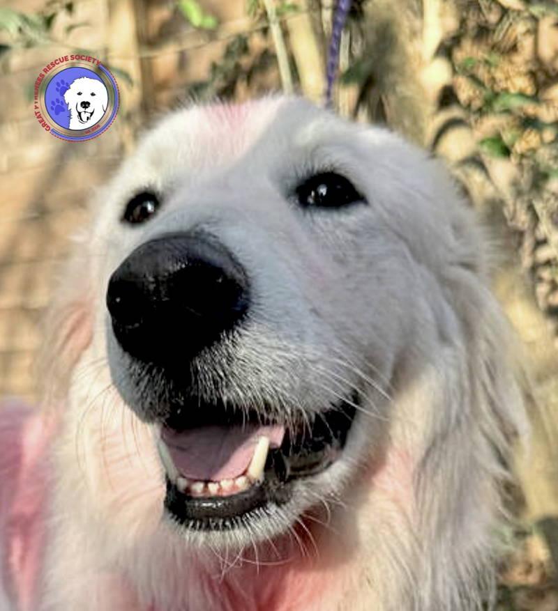 Panther, adopted, Young Male Great Pyrenees.