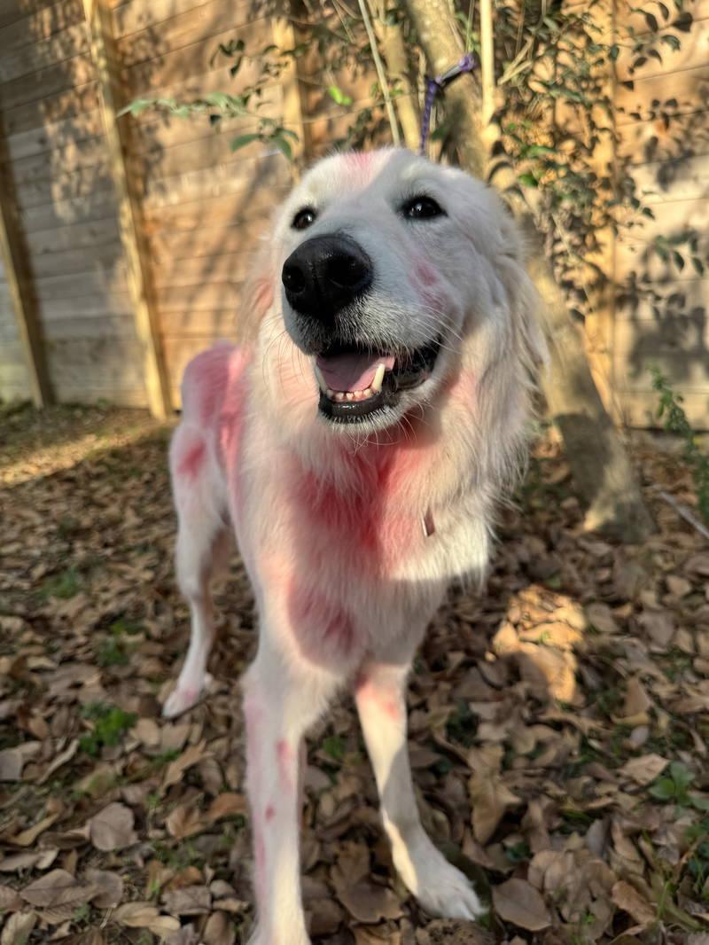 Enlarge Panther, an adopted Great Pyrenees in Spring, TX image 2/6