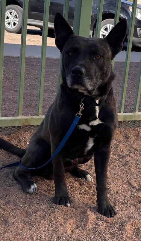 Enlarge Bosco, a Adoptable Mixed Breed in Hobbs, NM image 1/1