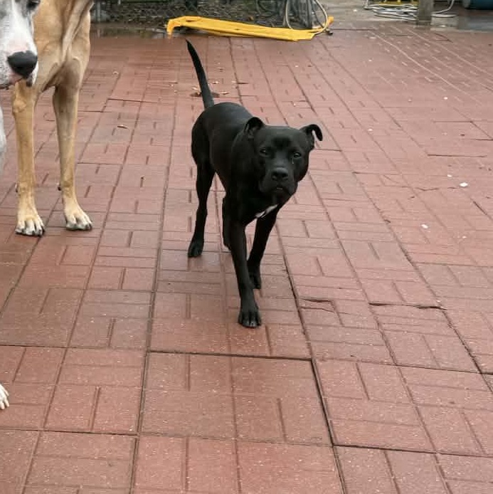 Enlarge BeeBee, a Adoptable mixed breed in Albany , NY image 4/4