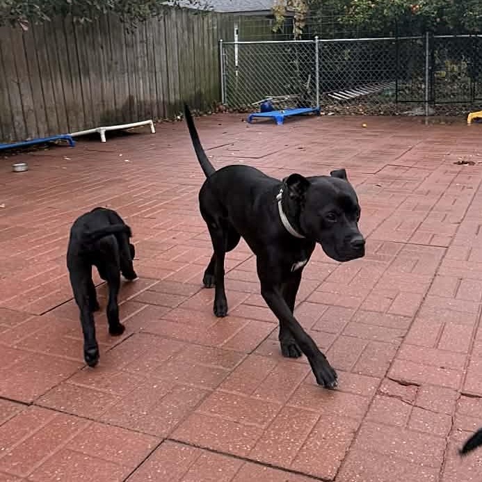 Enlarge BeeBee, a Adoptable mixed breed in Albany , NY image 2/4