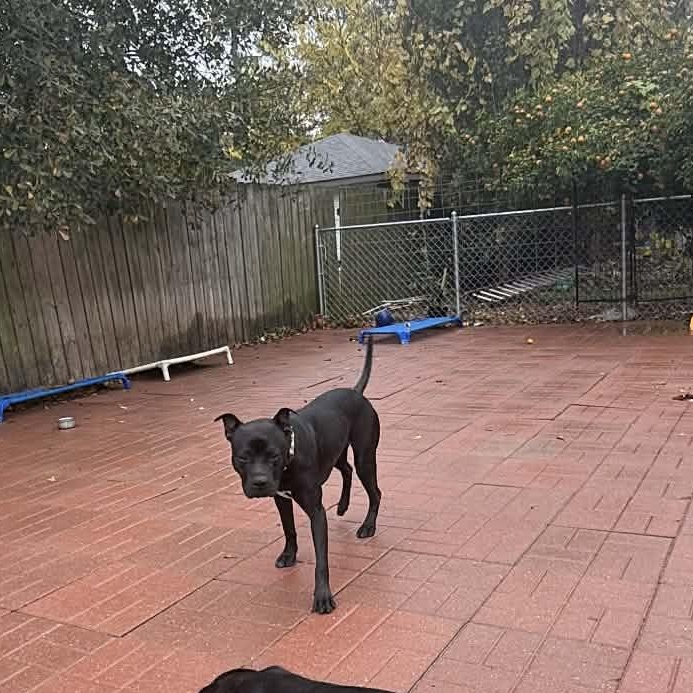 Enlarge BeeBee, a Adoptable mixed breed in Albany , NY image 3/4