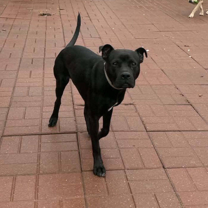 Enlarge BeeBee, a Adoptable mixed breed in Albany , NY image 1/4