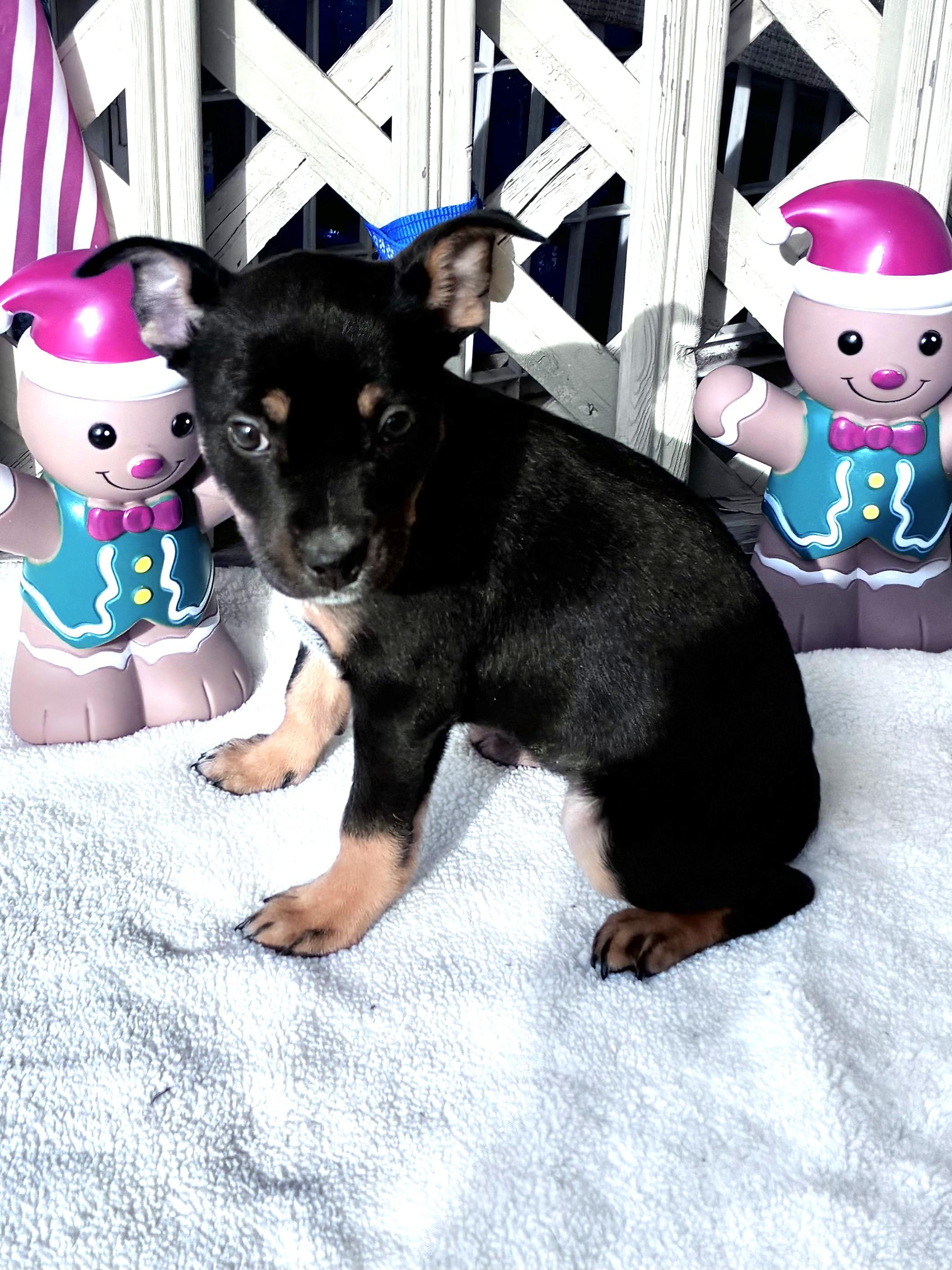 Enlarge Drinka, a Adoptable mixed breed in West Chicago, IL image 1/4