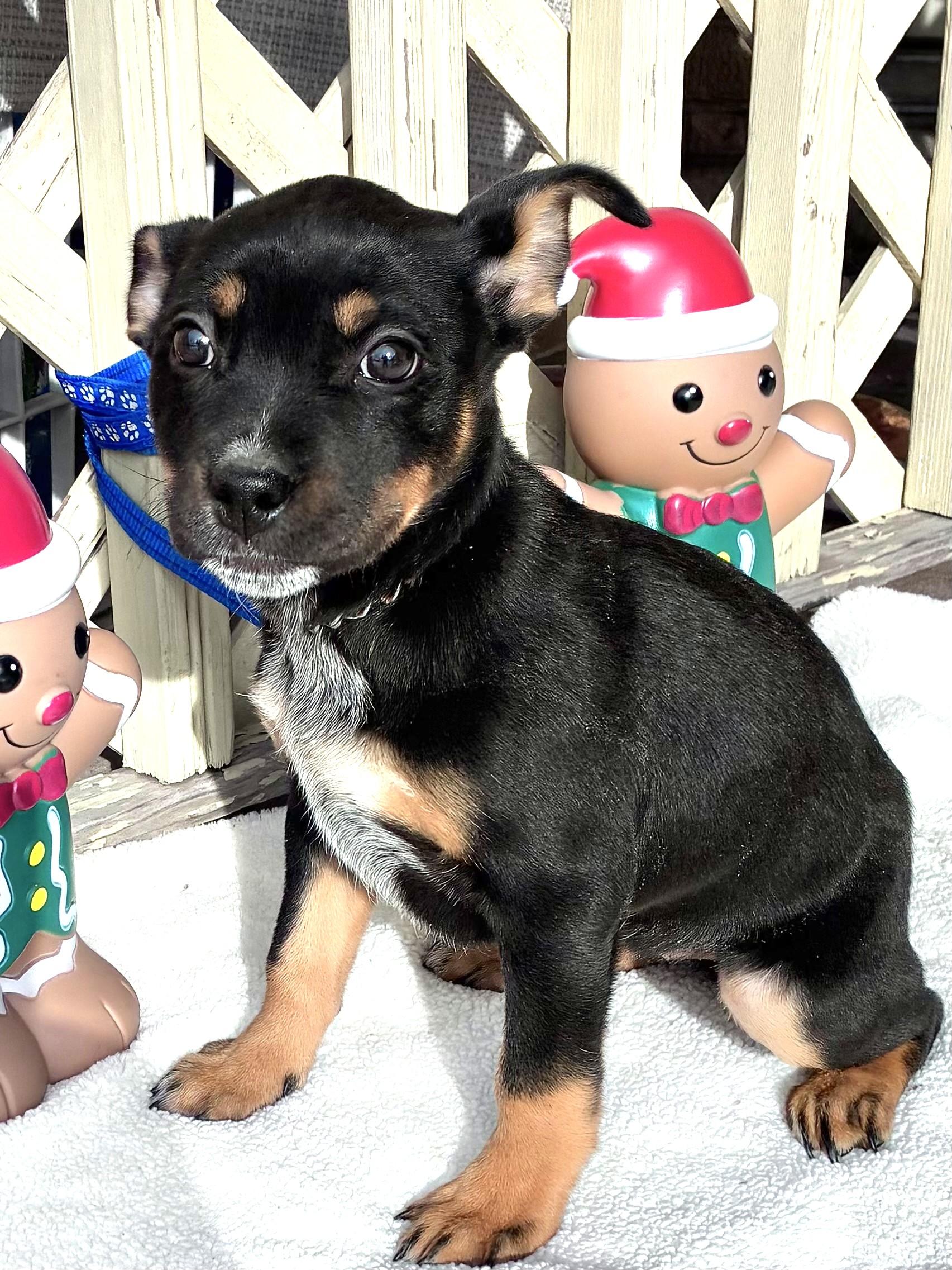 Enlarge Drinka, a Adoptable mixed breed in West Chicago, IL image 3/4