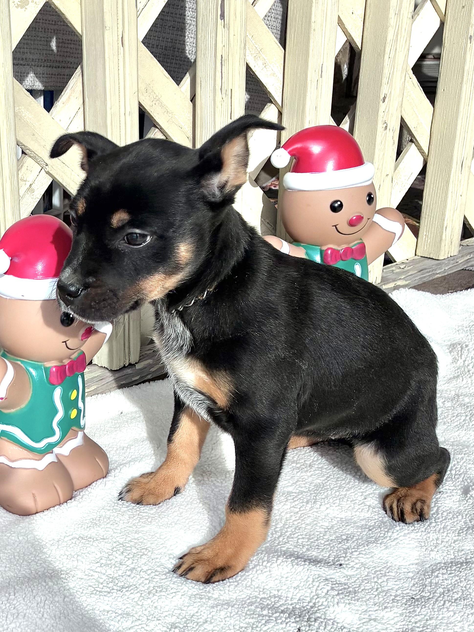 Enlarge Drinka, a Adoptable mixed breed in West Chicago, IL image 4/4