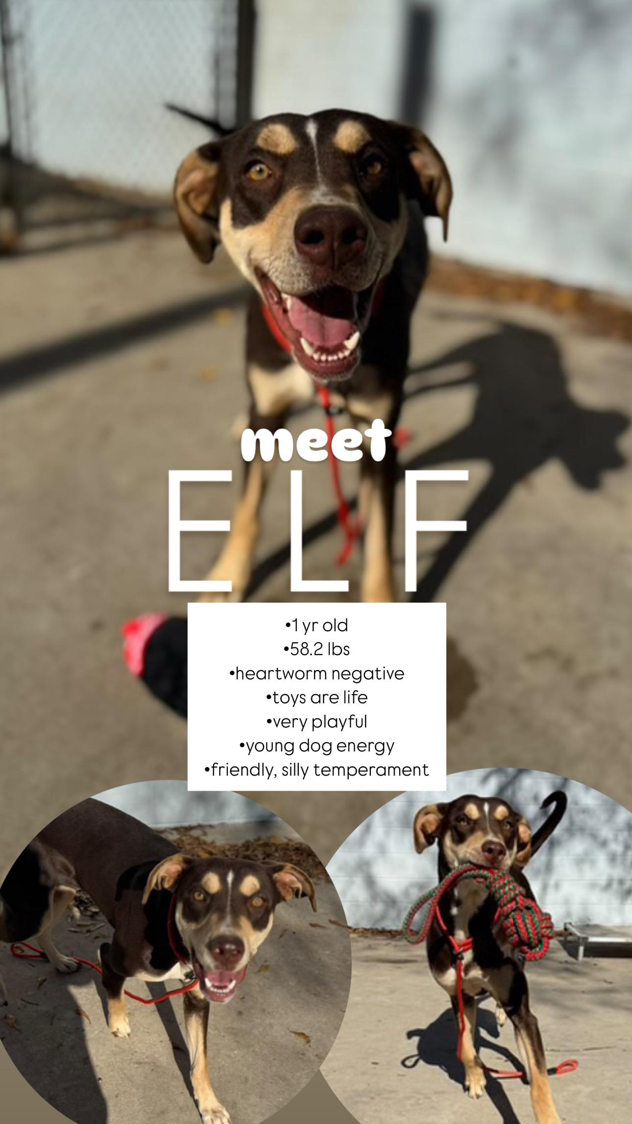 Elf photo 4