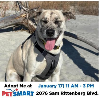 86861A Surrey - Adoption Ambassador, Adoptable, Adult Female Siberian Husky & Mixed Breed.