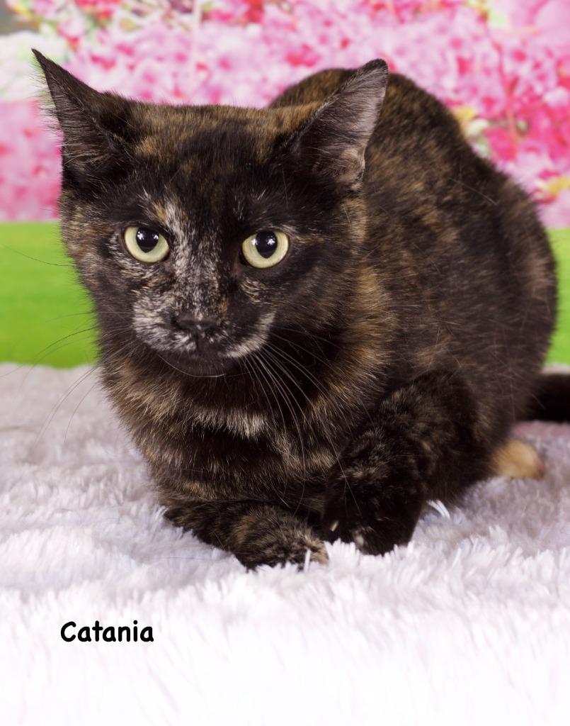 Catania, Adoptable, Young Female Domestic Short Hair.