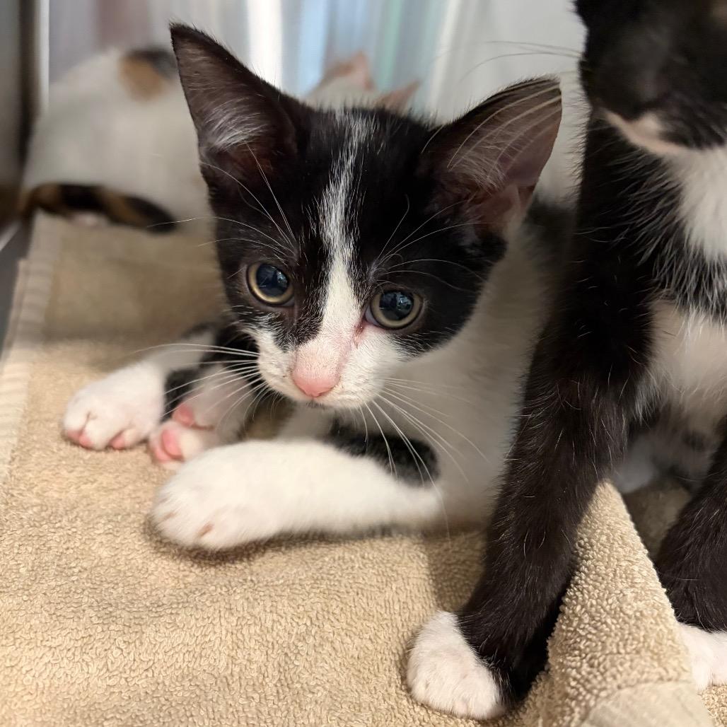 Enlarge Salt, a Adopted Domestic Short Hair in Scituate, MA image 1/1