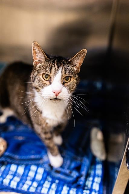 Enlarge JASPER, a Adoptable Domestic Short Hair in West Valley City, UT image 1/1