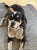 Jane, a Adoptable mixed breed in Carlsbad, CA image 5/5