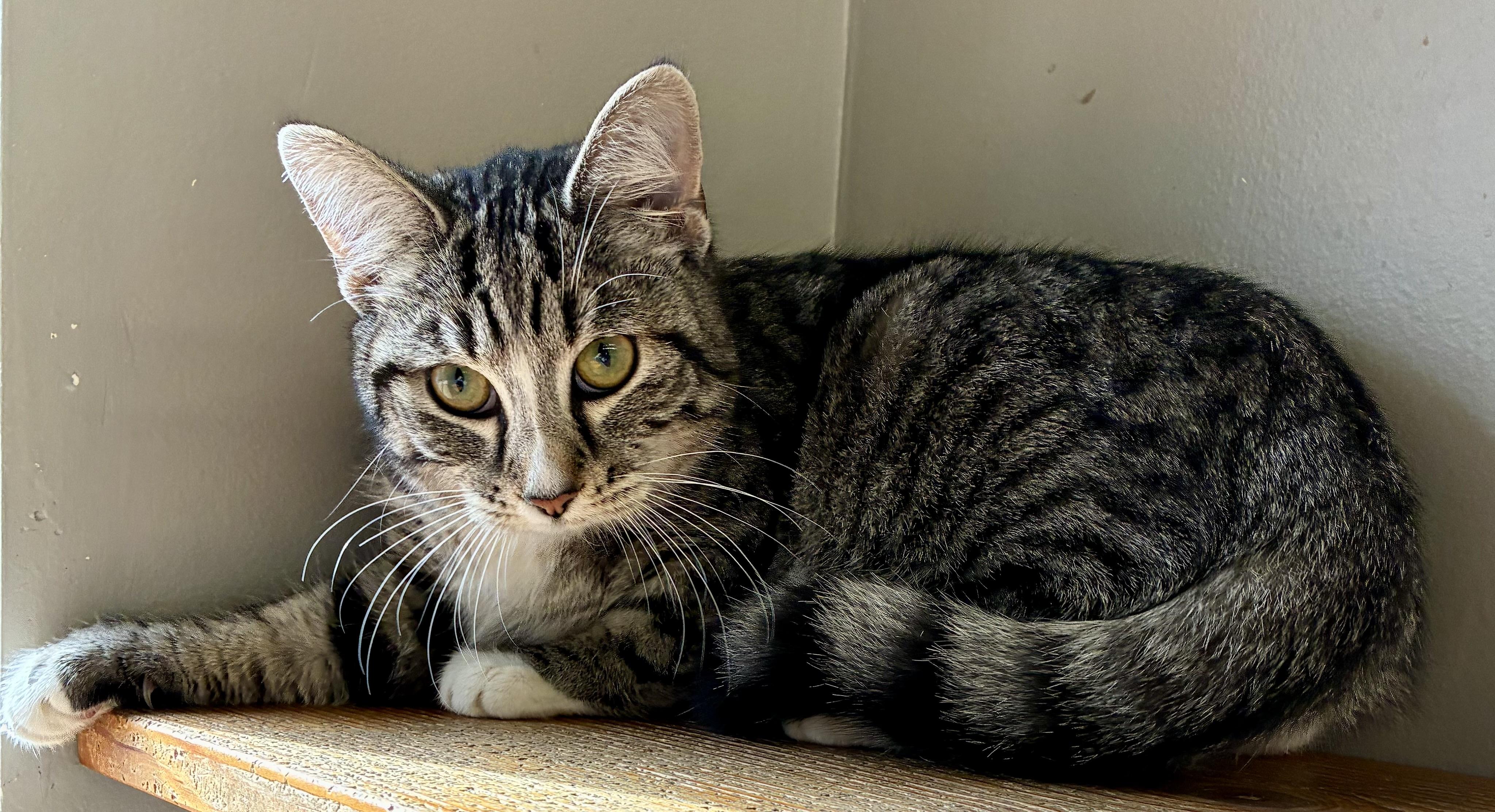 Enlarge TIPHER, a ADOPTABLE Domestic Short Hair in Louisa, KY image 3/5