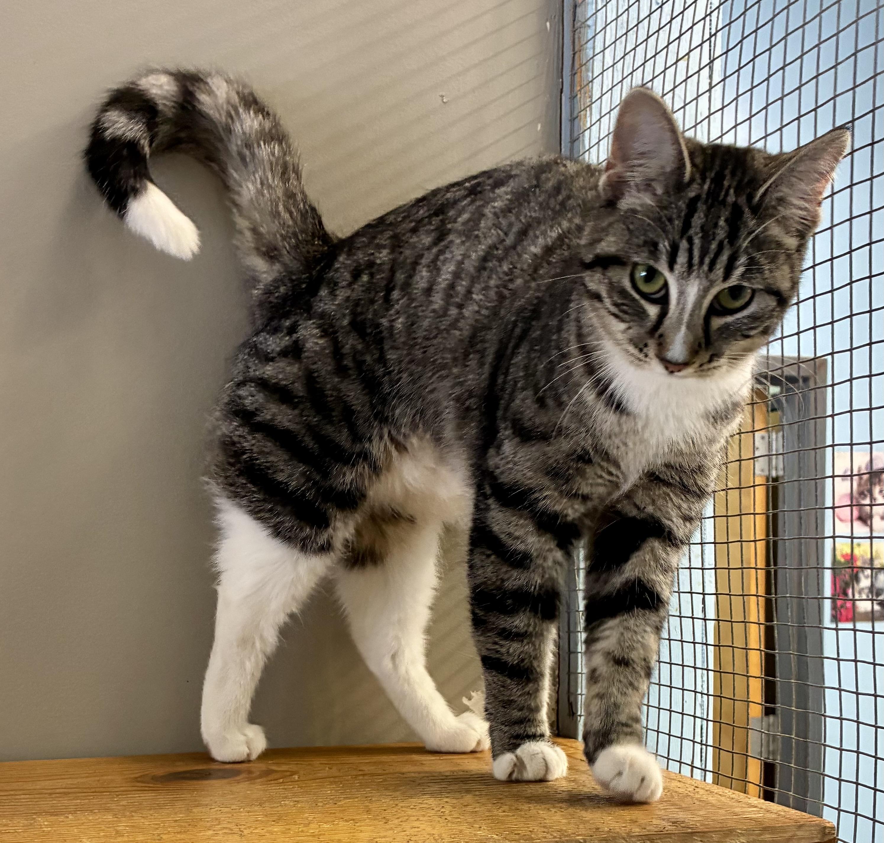 Enlarge TIPHER, a ADOPTABLE Domestic Short Hair in Louisa, KY image 1/5