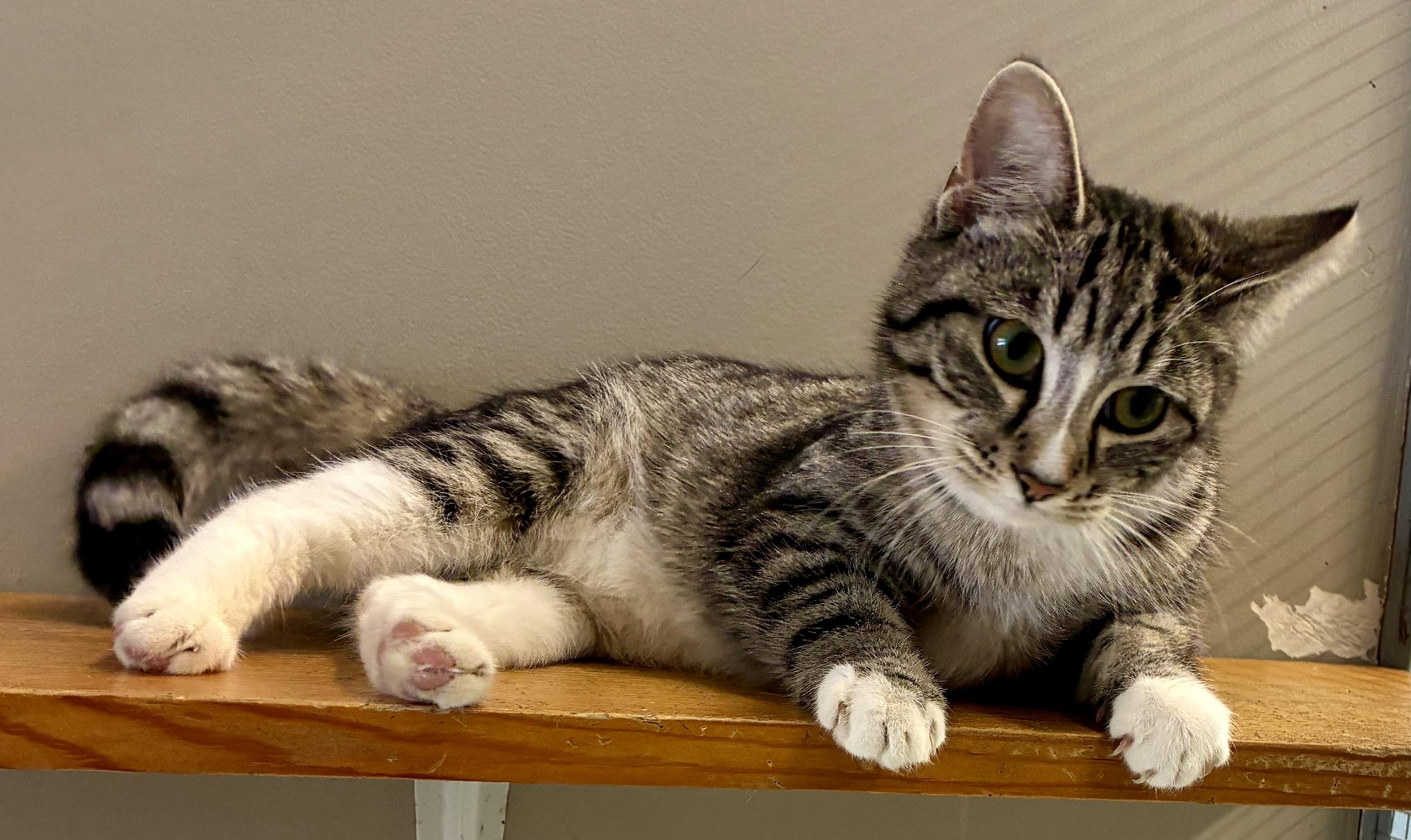 Enlarge TIPHER, a ADOPTABLE Domestic Short Hair in Louisa, KY image 5/5