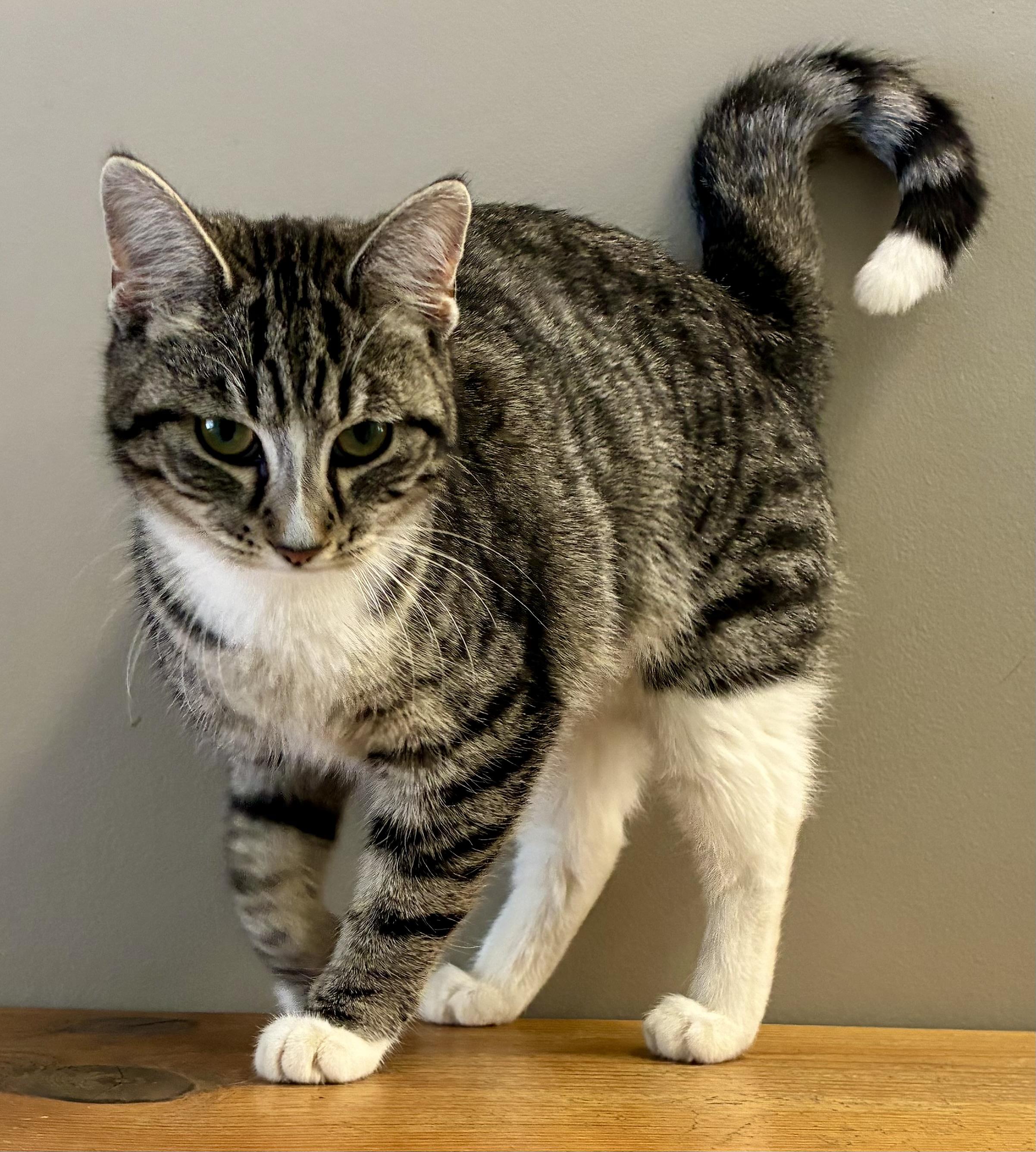 Enlarge TIPHER, a ADOPTABLE Domestic Short Hair in Louisa, KY image 4/5