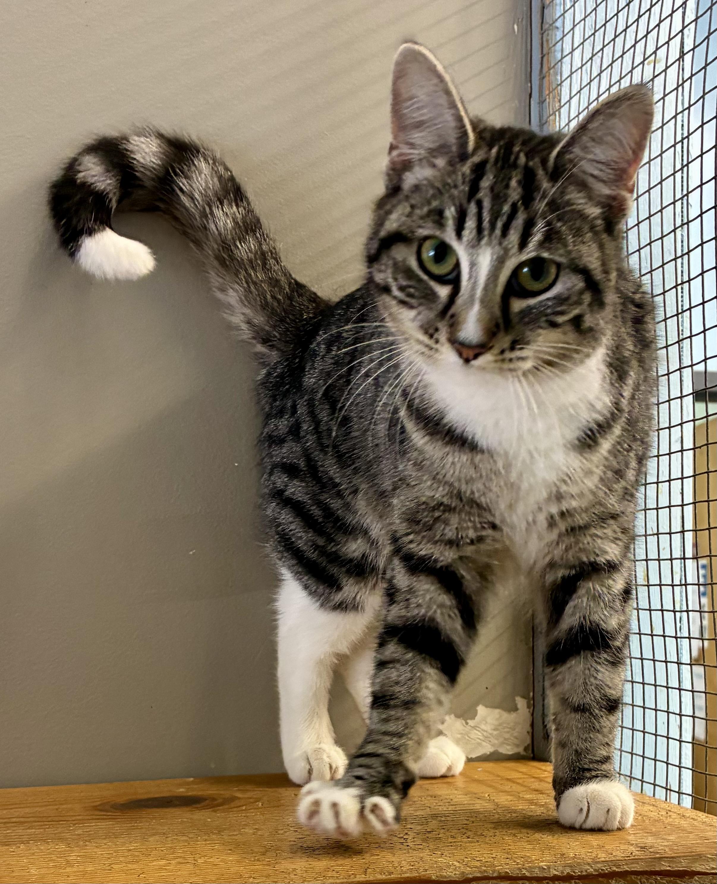 Enlarge TIPHER, a ADOPTABLE Domestic Short Hair in Louisa, KY image 2/5