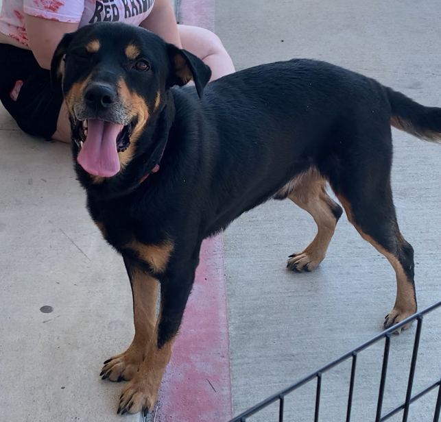 Enlarge Donnie, a Adoptable mixed breed in Comanche, TX image 1/1