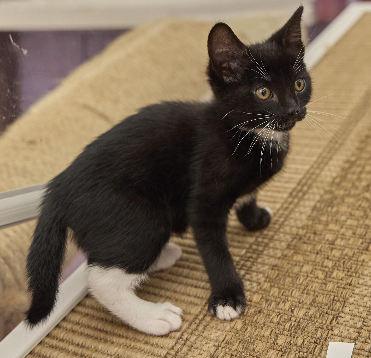 Enlarge Tatum, a ADOPTABLE Domestic Short Hair in Santa Barbara, CA image 2/4