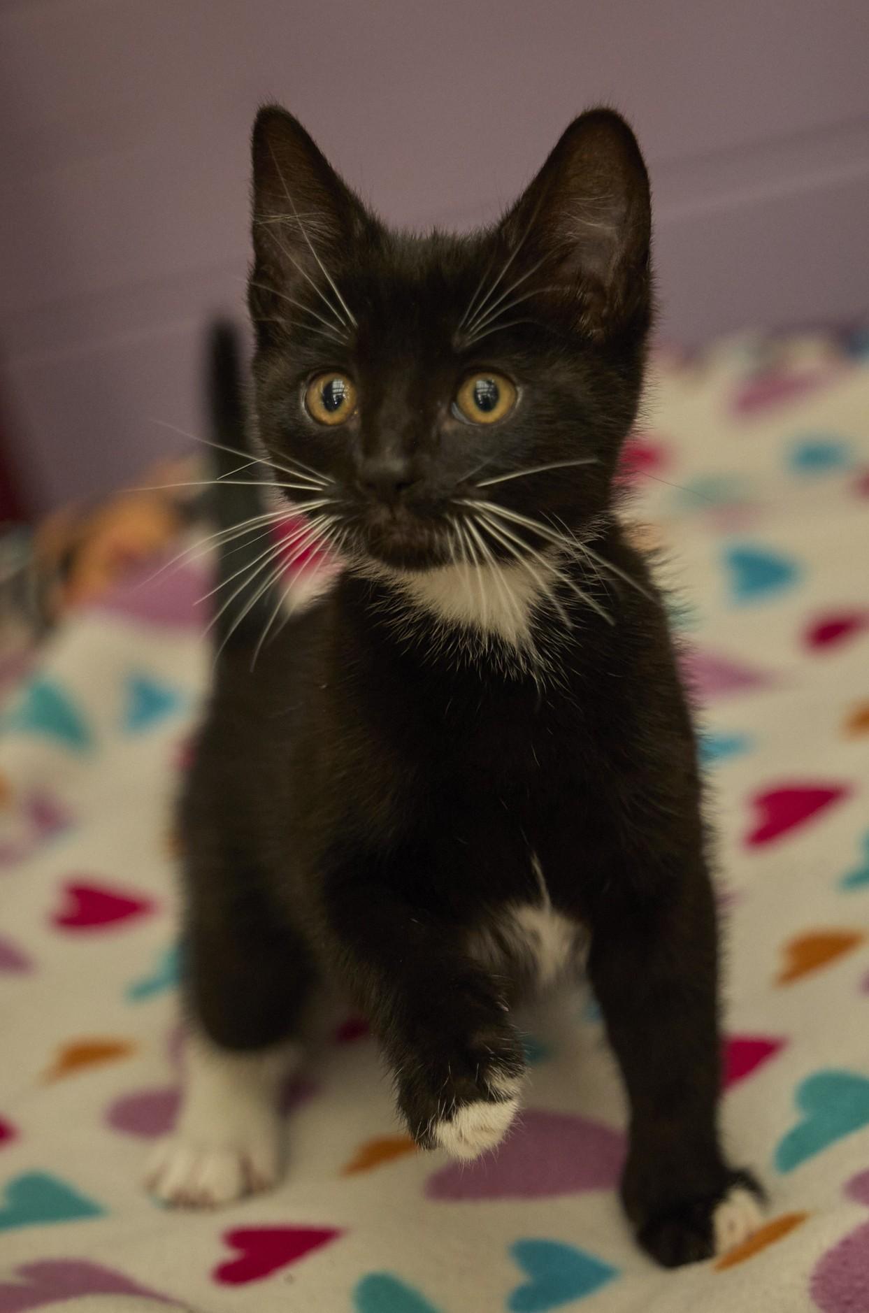 Tatum, ADOPTABLE, Kitten Female Domestic Short Hair.