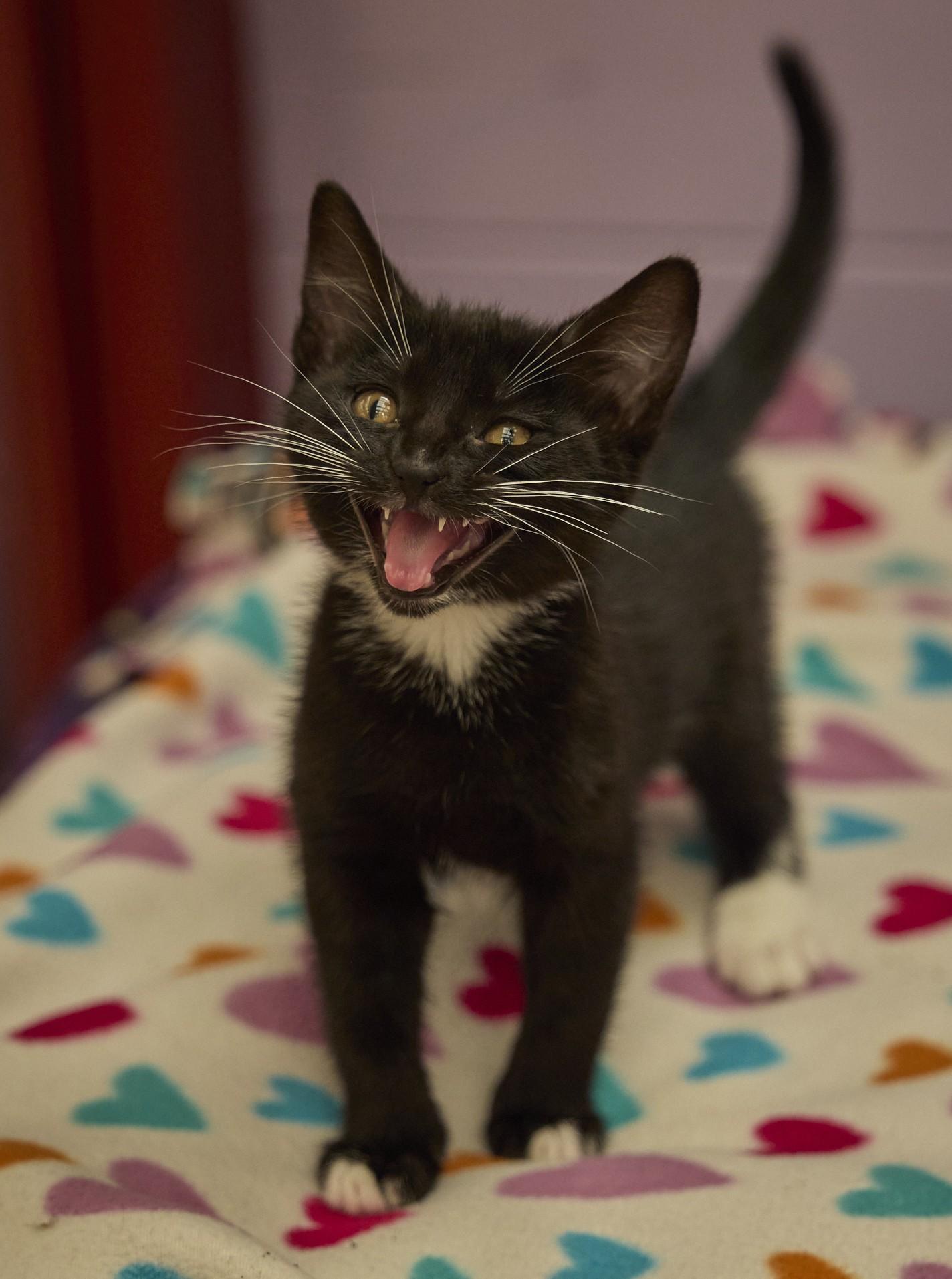 Enlarge Tatum, a ADOPTABLE Domestic Short Hair in Santa Barbara, CA image 3/4