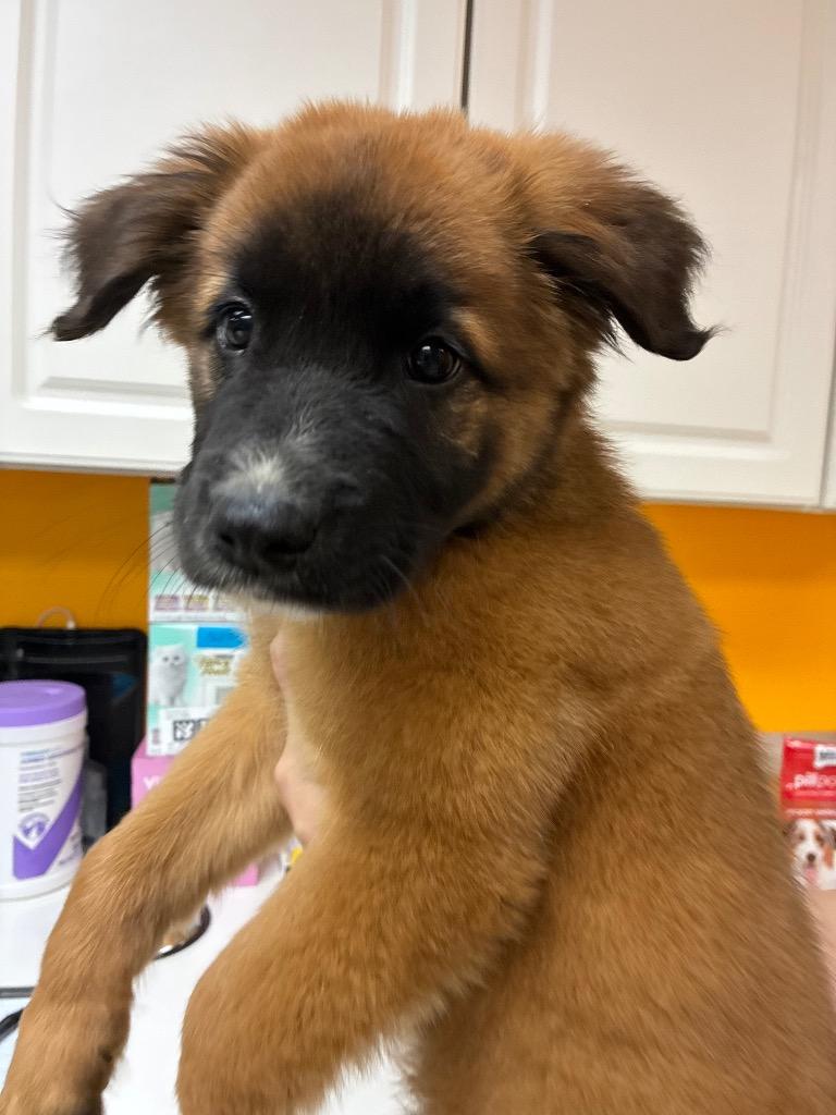 Echo, a Adoptable mixed breed in Bryant, AR image 1/4