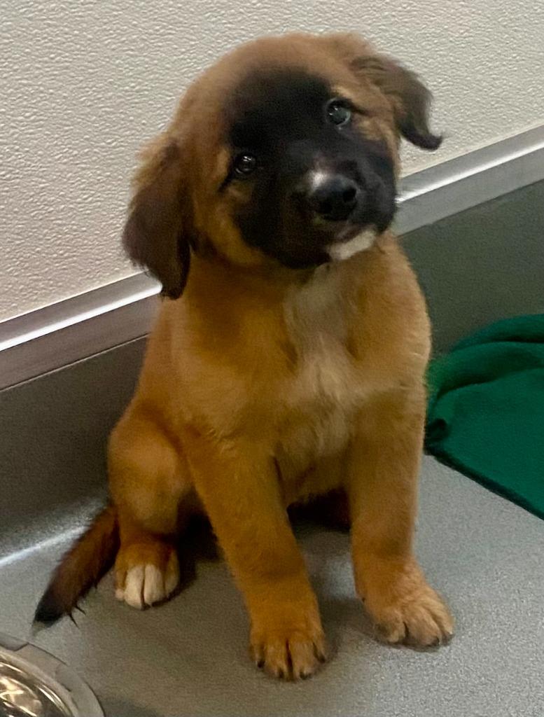 Echo, a Adoptable mixed breed in Bryant, AR image 2/4