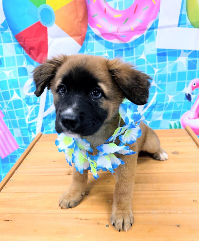 Echo, a Adoptable mixed breed in Bryant, AR image 3/4