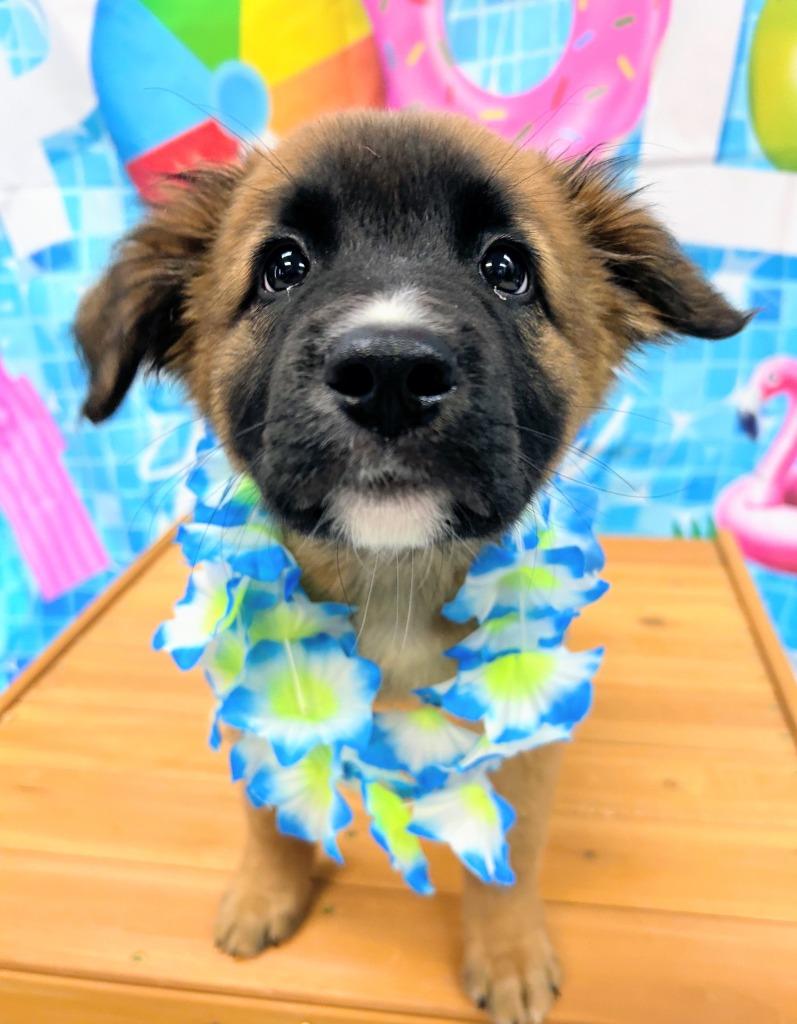 Echo, a Adoptable mixed breed in Bryant, AR image 4/4