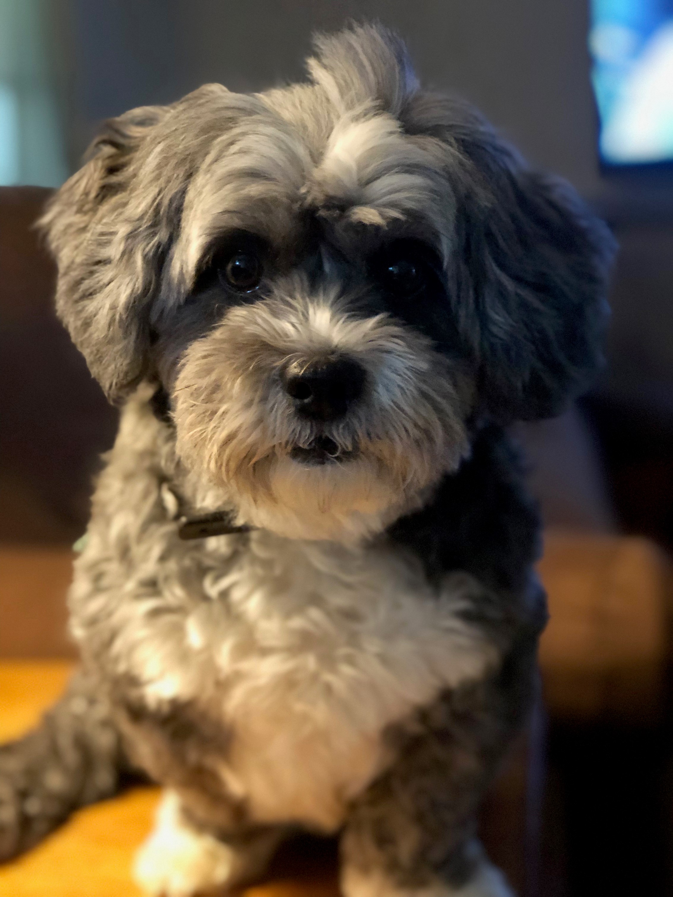 Guest Post-Billie, Adopted, Senior Female Shih Tzu.