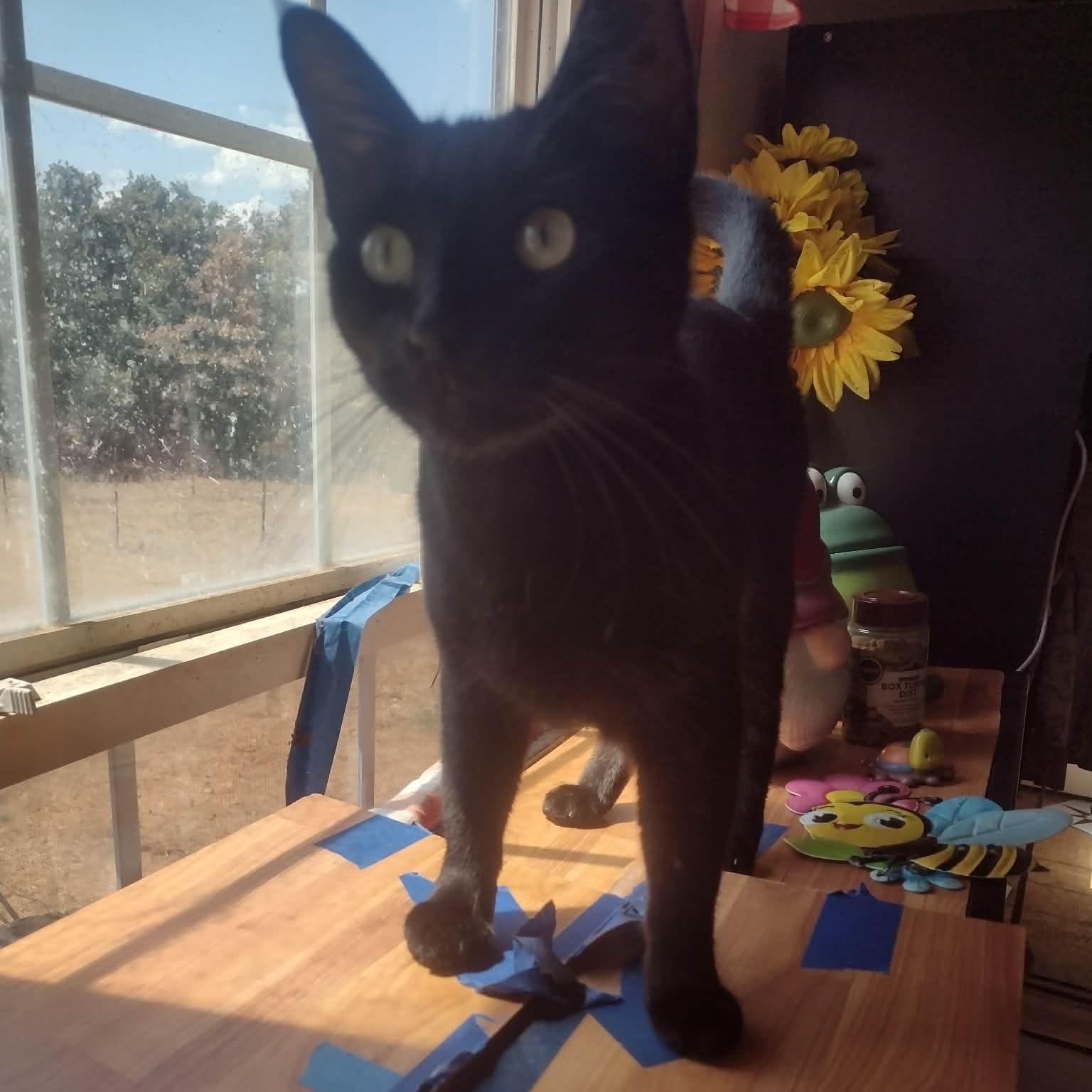 Freyja, Adoptable, Young Female American Shorthair.