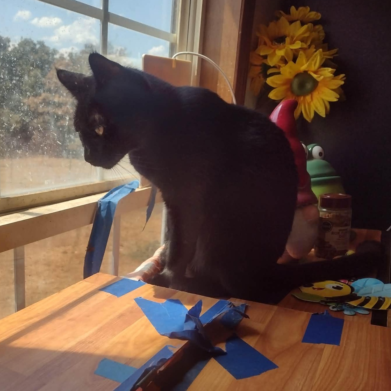 Enlarge Freyja, a Adoptable American Shorthair in Yukon, OK image 3/3