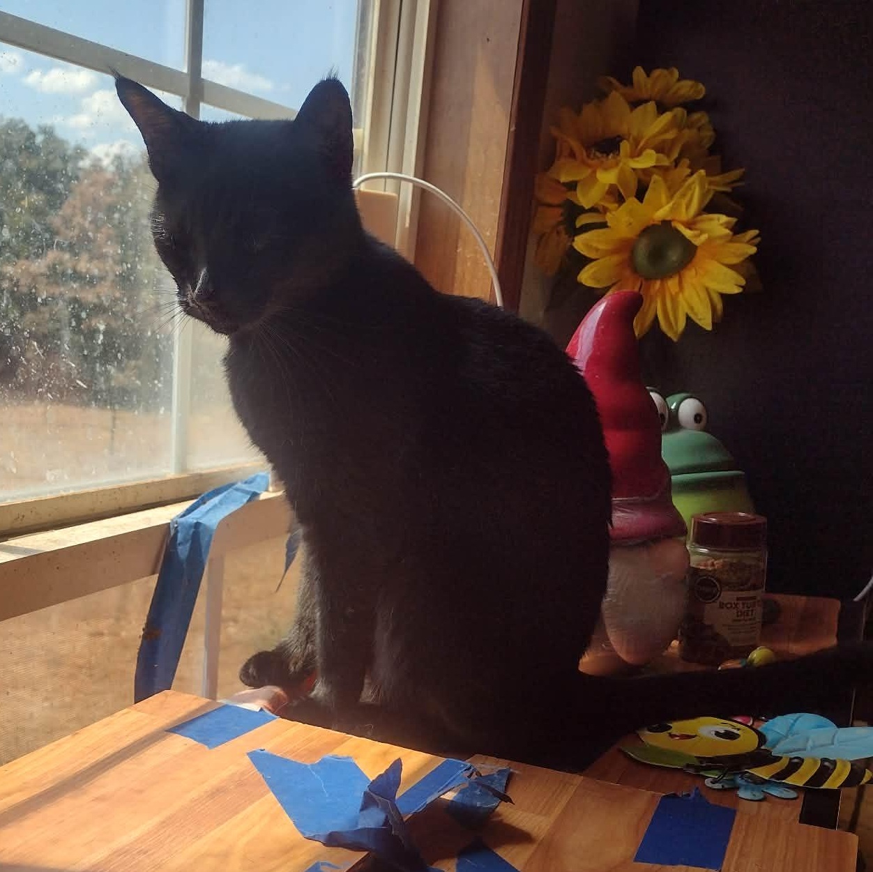 Enlarge Freyja, a Adoptable American Shorthair in Yukon, OK image 2/3