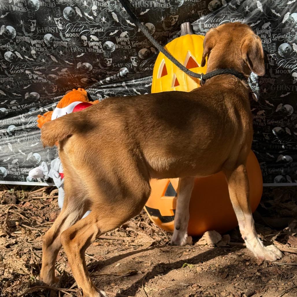 Toaster, Adoptable, Young Male Feist & Mixed Breed.