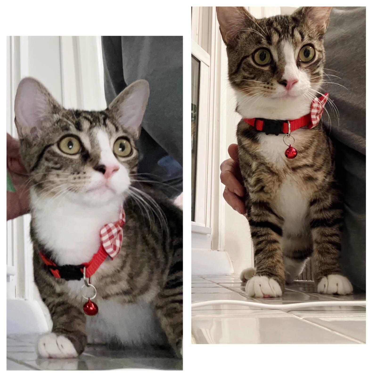 Enlarge Scooter, a Adopted Tabby in Cincinnati, OH image 2/3
