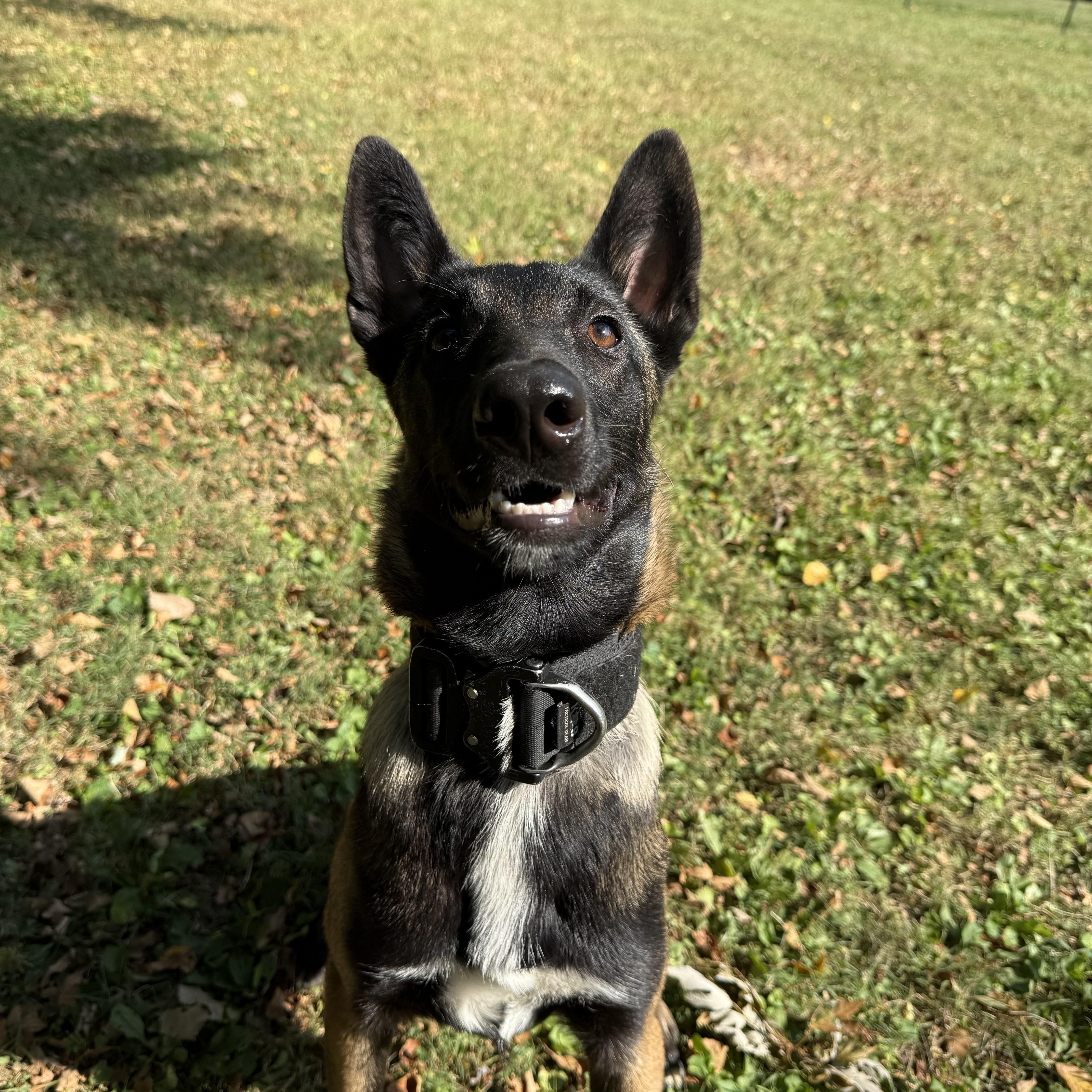 Enlarge Raya, an adopted Belgian Shepherd / Malinois in Indianapolis, IN image 1/5