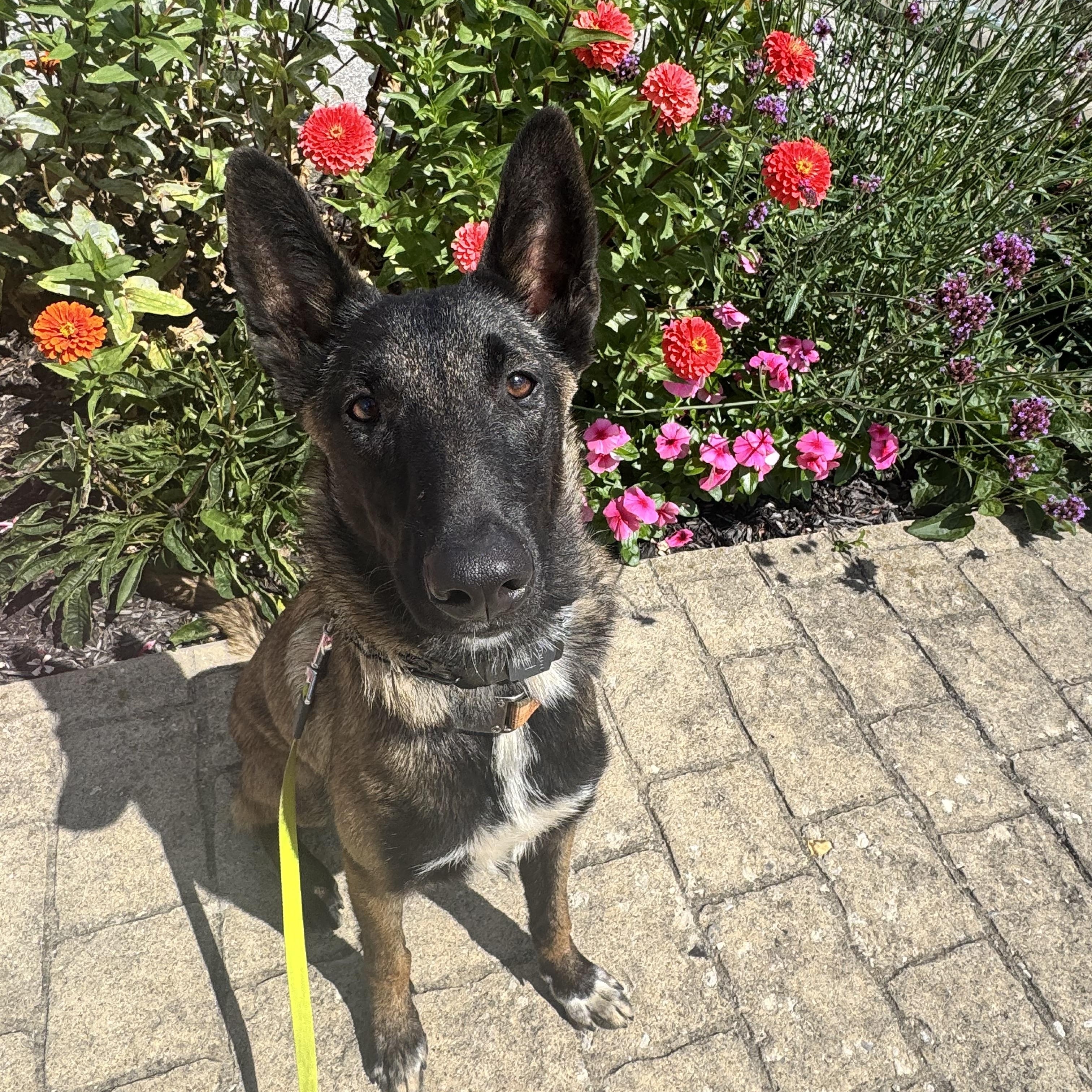 Enlarge Raya, an adopted Belgian Shepherd / Malinois in Indianapolis, IN image 3/5