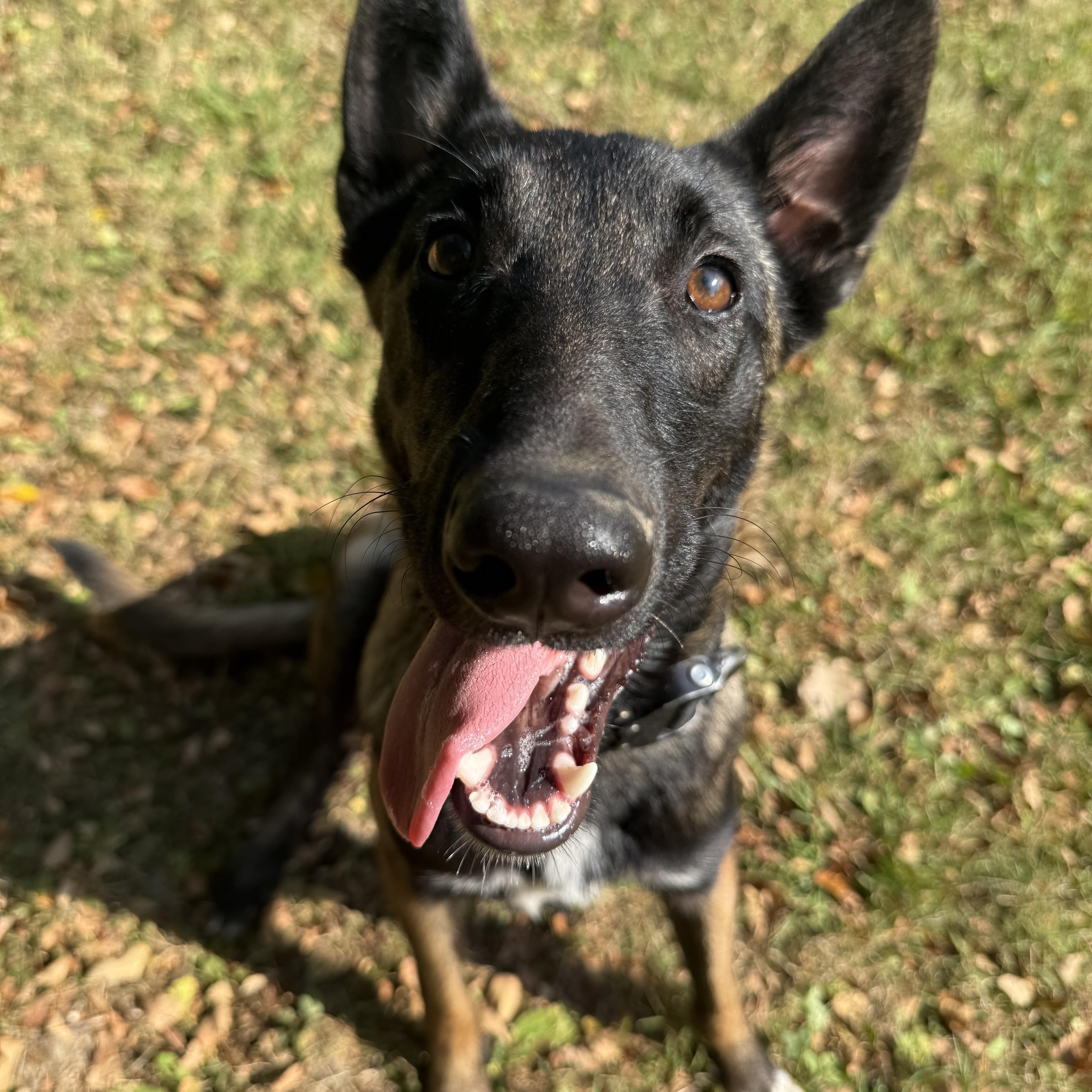 Raya, adopted, Young Female Belgian Shepherd / Malinois.