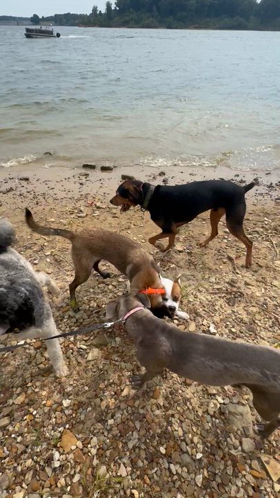 Enlarge Raya, an adopted Belgian Shepherd / Malinois in Indianapolis, IN video 4/5