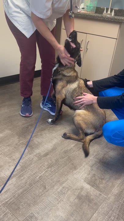 Enlarge Raya, an adopted Belgian Shepherd / Malinois in Indianapolis, IN video 2/5