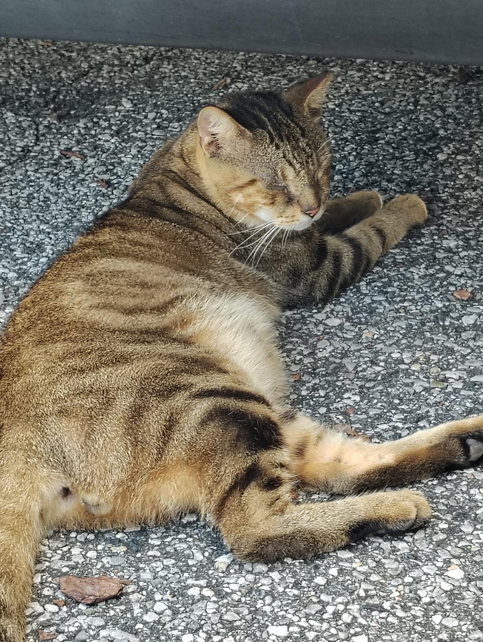 Leo (LOVES LAPs-lover) watch Video!!