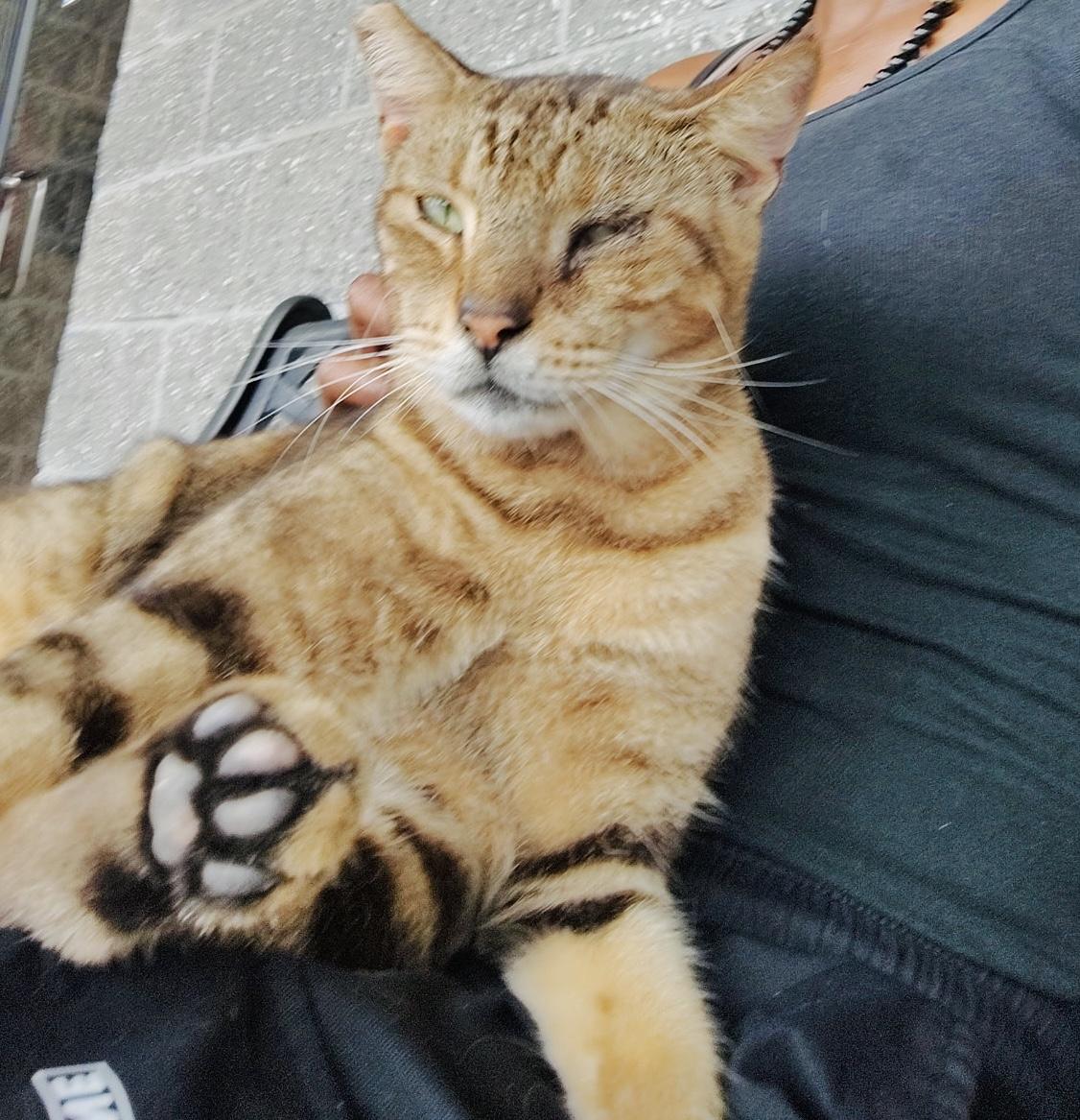 Leo (LOVES LAPs-lover) watch Video!!