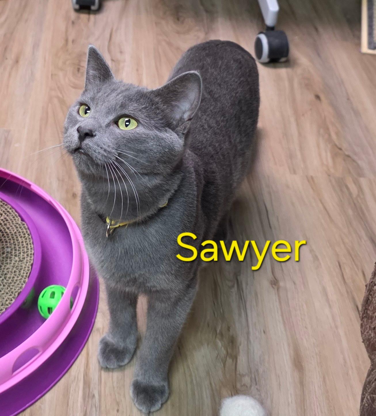 Enlarge Sawyer, a ADOPTABLE Domestic Short Hair in Faribault, MN image 1/1