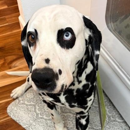 Enlarge Chesney, a ADOPTABLE Dalmatian in Toledo, OH image 2/3