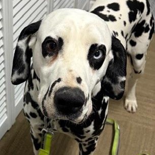 Enlarge Chesney, a ADOPTABLE Dalmatian in Toledo, OH image 3/3