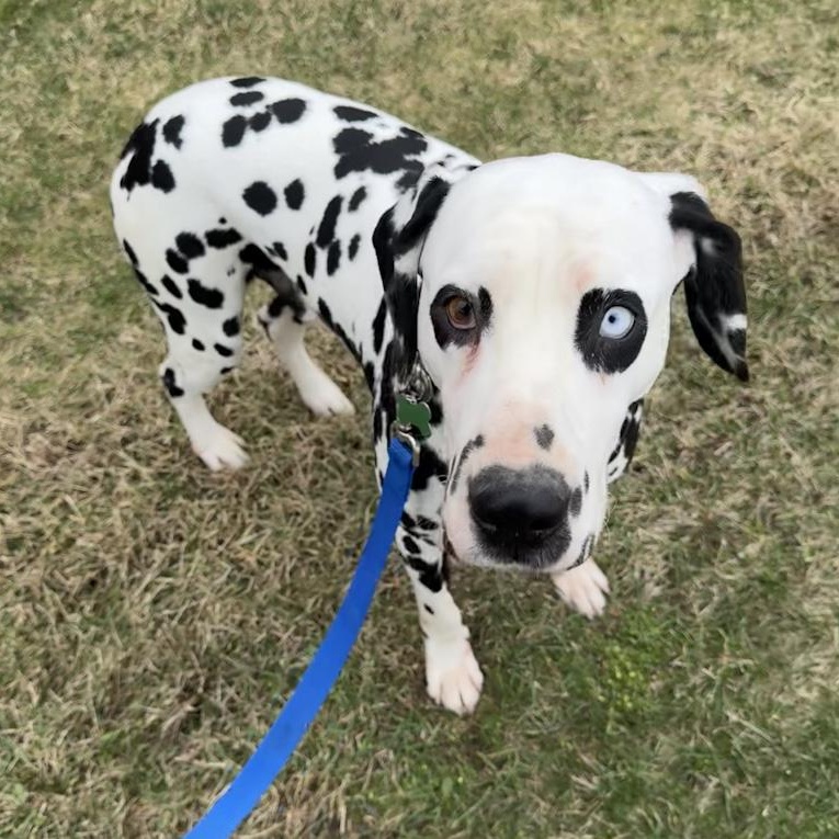 Chesney, ADOPTABLE, Adult Male Dalmatian.