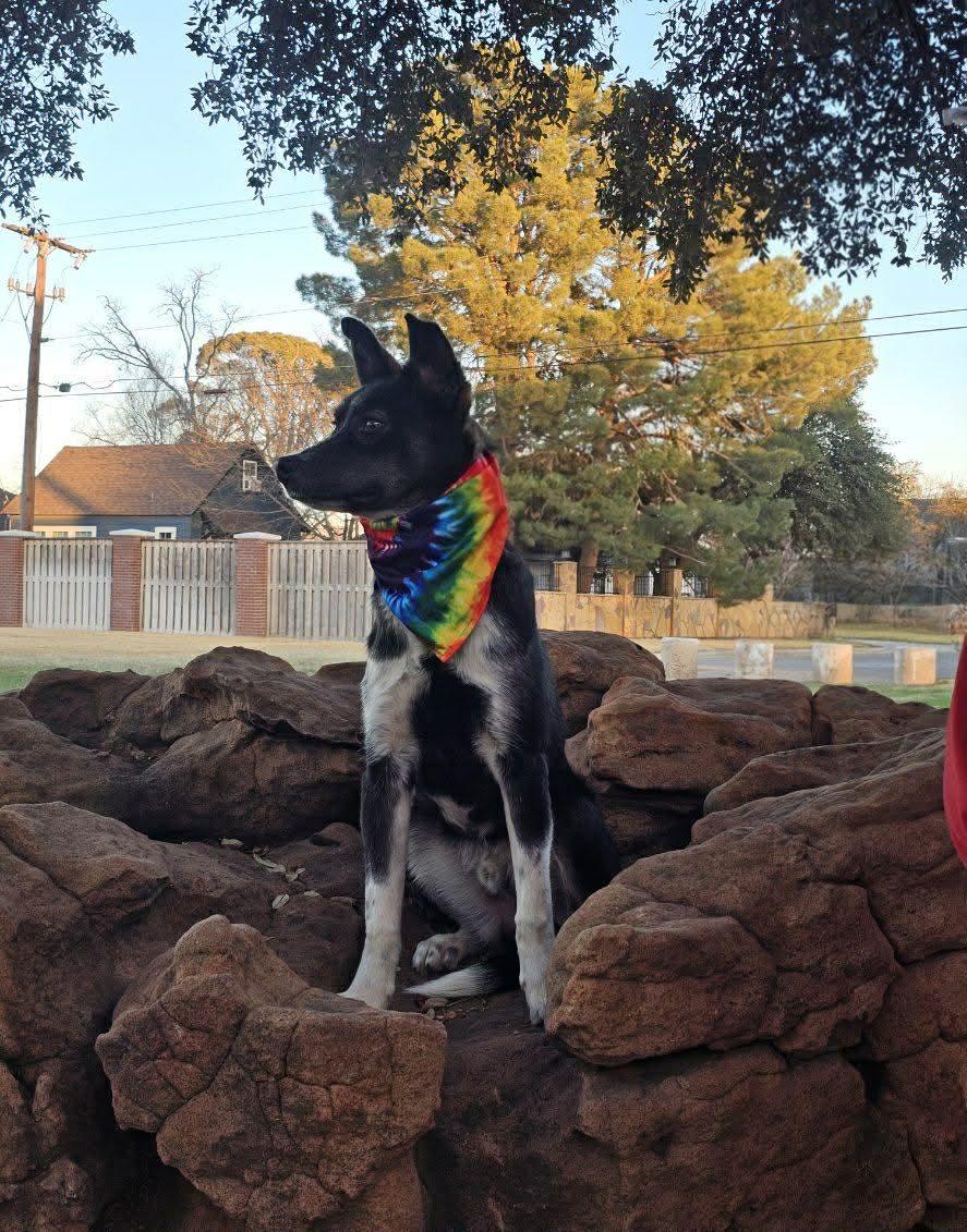 Enlarge Jasper Ray , a ADOPTABLE mixed breed in Pelham, NH image 3/5