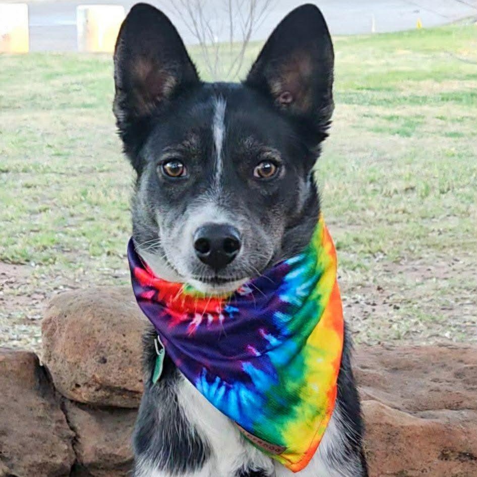 Jasper Ray , ADOPTABLE, Young Male Border Collie & Mixed Breed.