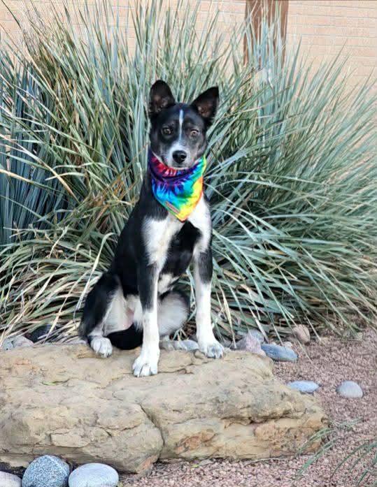 Enlarge Jasper Ray , a ADOPTABLE mixed breed in Pelham, NH image 5/5