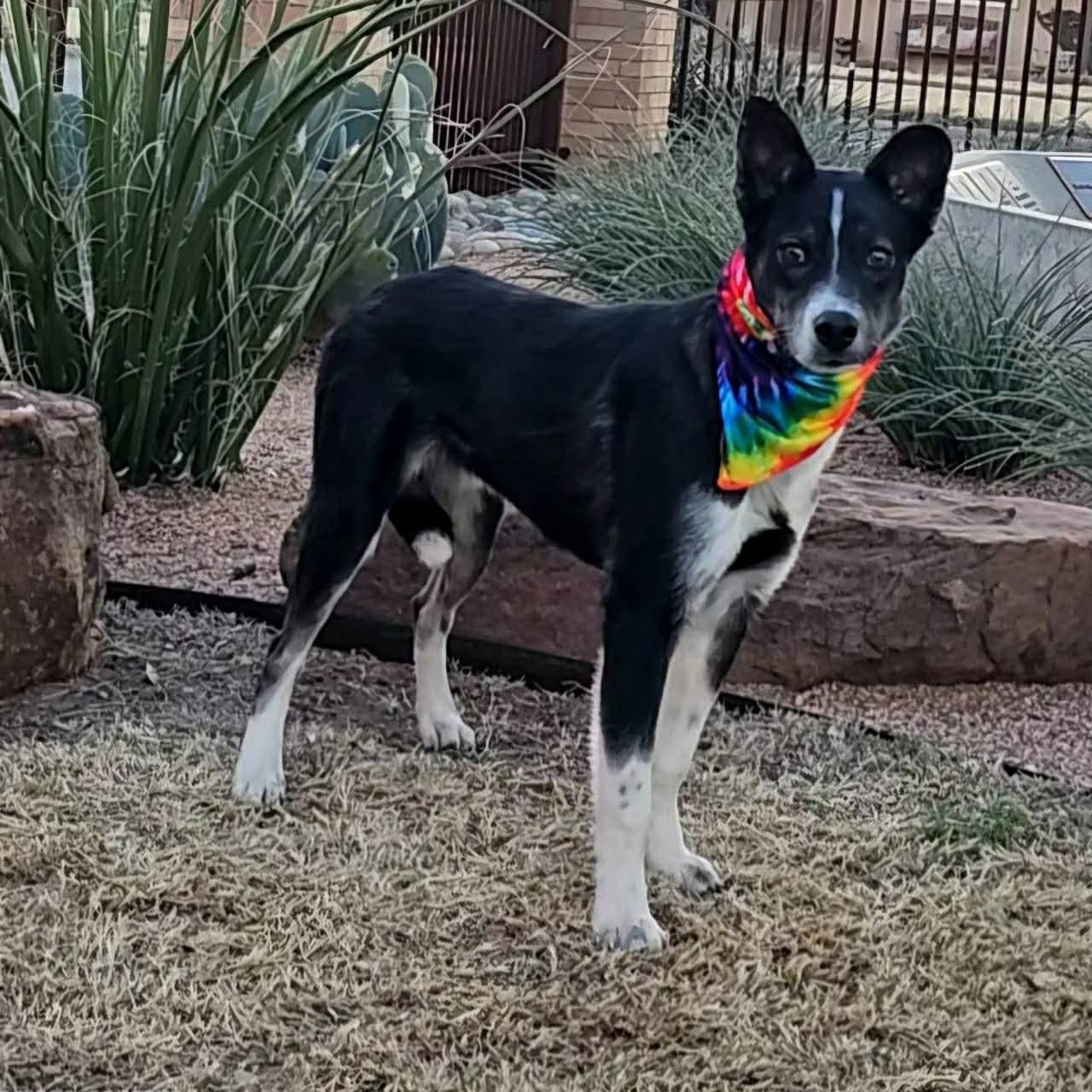 Enlarge Jasper Ray , a ADOPTABLE mixed breed in Pelham, NH image 4/5